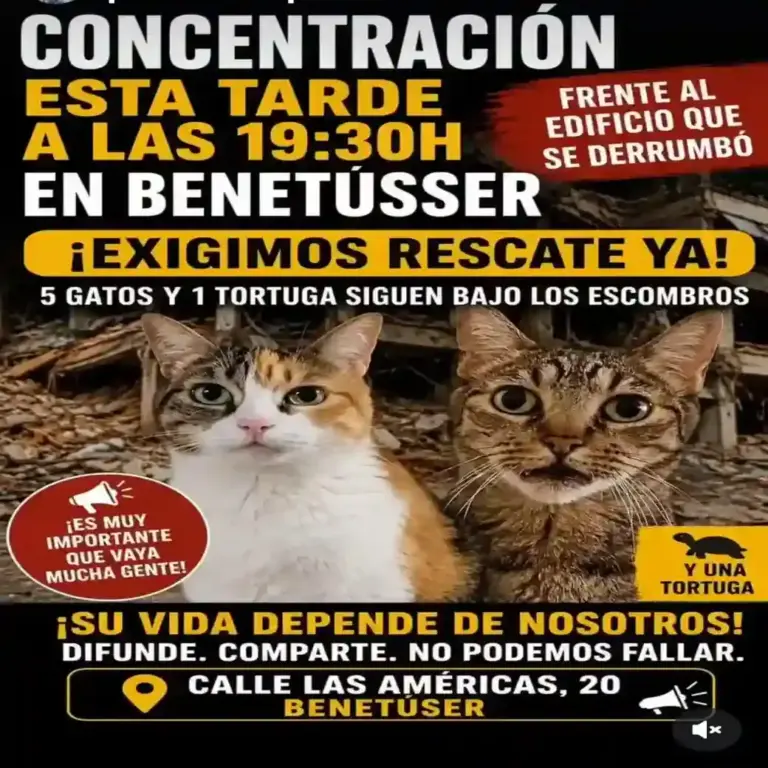 FOTOGRAFÍA. BENETÚSSER (VALENCIA) COMUNIDAD VALENCIANA (ESPAÑA), 17 DE JULIO DE 2026. Concentración para rescata a los animales víctimas del edificio derrumbado en Benetússer. Entidades animalistas han realizado una convocatoria frente al edificio que se derrumbó en Benetússer con el fin de pedir el rescate de 5 gatos y una tortuga que podrían estar atrapados bajo los escombros. Lasvocesdelpueblo (Ñ Pueblo)