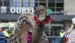 FOTOGRAFÍA. LUGAR Y FECHA RELACIONADOS CON EL CONTENIDO: OURENSE (GALICIA) ESPAÑA, 20 DE JULIO DE 2026. La plataforma Defensa Animal ha reclamado al polémico alcalde de Ourense, Gonzalo Pérez Jácome, que no vuelva a utilizar animales en las cabalgatas de Navidad y de Reyes. Lasvocesdelpueblo (Ñ Pueblo)