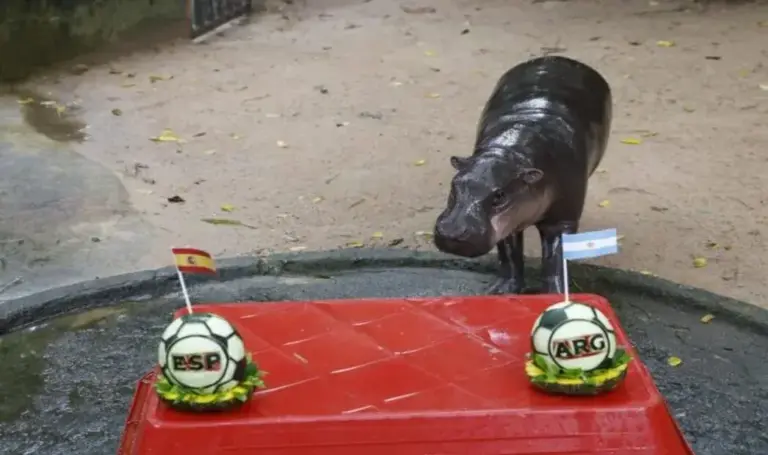 FOTOGRAFÍA. BANGKOK (TAILANDIA), 18 DE JULIO DE 2026. El hipopótamo pigmeo tailandés Moo Deng, que en 2024 conquistó las redes sociales, predijo este sábado que la selección argentina se impondrá a la española en la final del Mundial. El animal eligió una sandía preparada por sus cuidadores en la que aparecían las letras ARG y coronada con una bandera de ese país. Efe.