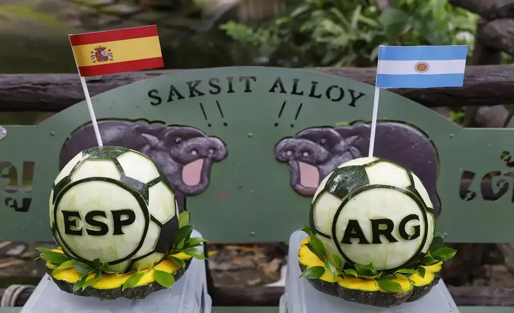 FOTOGRAFÍA. BANGKOK (TAILANDIA), 18 DE JULIO DE 2026. El hipopótamo pigmeo tailandés Moo Deng, que en 2024 conquistó las redes sociales, predijo este sábado que la selección argentina se impondrá a la española en la final del Mundial. El animal eligió una sandía preparada por sus cuidadores en la que aparecían las letras ARG y coronada con una bandera de ese país. Efe.