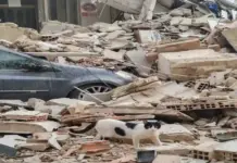 FOTOGRAFÍA. BENETÚSSER (VALENCIA) COMUNIDAD VALENCIANA) ESPAÑA, 17 DE JULIO DE 2026. Defensa Animal urge el rescate de gatos y tortuga en Benetússer. Concentración en Benetússer para que los animales víctimas del derrumbamiento sean rescatados con urgencia. Lasvocesdelpueblo (Ñ Pueblo)