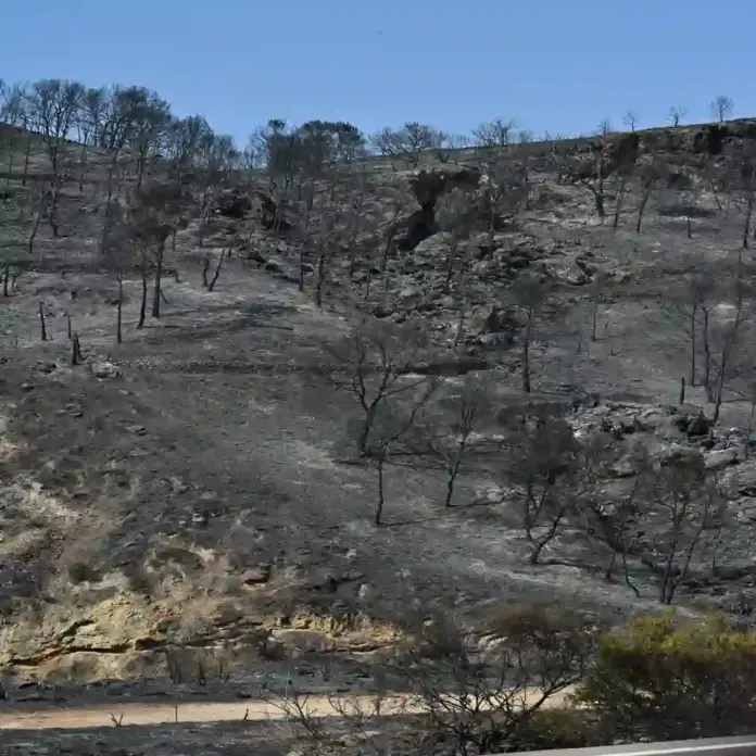 Incendio Almería 20 personas no localizadas y 12 fallecidos (2) FOTOGRAFÍA. BEDA (PROVINCIA DE ALMERÍA) ANDALUCÍA (ESPAÑA), 11 DE JULIO DE 2026. Incendio Almería: 20 personas no localizadas y 12 fallecidos. Vista del área calcinada en el municipio almeriense de Béda. La superficie afectada por el incendio forestal originado en Los Gallardos (Almería), con doce fallecidos, se ha elevado a 6.600 hectáreas por los avances registrados durante la pasada jornada, que obligaron a ampliar el perímetro ante la presencia de focos y frentes muy activos. Efe