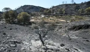 FOTOGRAFÍA. BEDA (PROVINCIA DE ALMERÍA) ANDALUCÍA (ESPAÑA), 11 DE JULIO DE 2026. Incendio Almería: 20 personas no localizadas y 12 fallecidos. Vista del área calcinada en el municipio almeriense de Béda. La superficie afectada por el incendio forestal originado en Los Gallardos (Almería), con doce fallecidos, se ha elevado a 6.600 hectáreas por los avances registrados durante la pasada jornada, que obligaron a ampliar el perímetro ante la presencia de focos y frentes muy activos. Efe