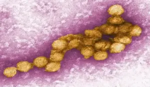 FOTOGRAFÍA. SEVILLA (ANDALUCÍA), 17 DE JULIO DE 2026. La Junta de Andalucía ha declarado este viernes área en alerta por circulación del virus del Nilo Occidental (VNO) en cuatro nuevos municipios de la provincia de Sevilla: Almensilla, Aznalcázar, Gelves y Mairena del Aljarafe, después de detectar mosquitos portadores del virus en los sistemas de vigilancia establecidos. Efe