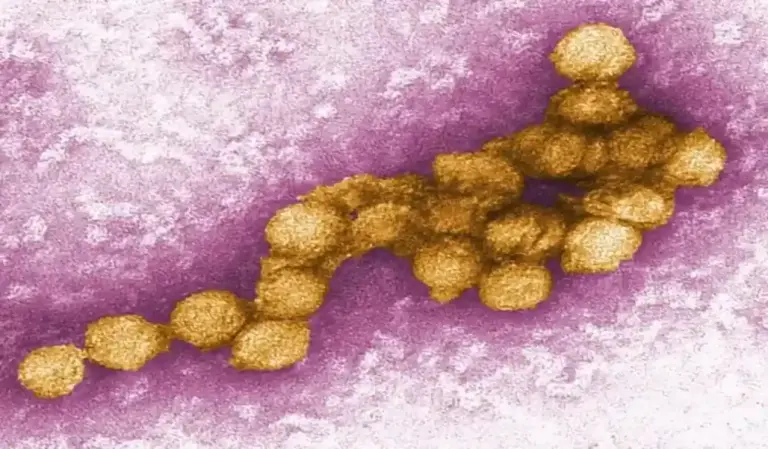 FOTOGRAFÍA. SEVILLA (ANDALUCÍA), 17 DE JULIO DE 2026. La Junta de Andalucía ha declarado este viernes área en alerta por circulación del virus del Nilo Occidental (VNO) en cuatro nuevos municipios de la provincia de Sevilla: Almensilla, Aznalcázar, Gelves y Mairena del Aljarafe, después de detectar mosquitos portadores del virus en los sistemas de vigilancia establecidos. Efe
