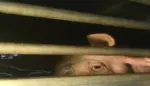 FOTOGRAFÍA. VALENCIA (ESPAÑA), 11 DE AGOSTO DE 2026. Los activistas de la Plataforma Defensa Animal han acudido esta pasada noche a las puertas de Mercavalència para documentar los camiones que llegaban llenos de animales, en este caso cerdos con pocos meses de vida que, tras ser engordados, acuden allí desde granjas lejanas. Lasvocesdelpueblo (Ñ Pueblo)