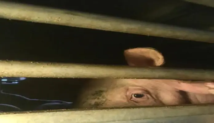 animalistas, Mercavalencia FOTOGRAFÍA. VALENCIA (ESPAÑA), 11 DE AGOSTO DE 2026. Los activistas de la Plataforma Defensa Animal han acudido esta pasada noche a las puertas de Mercavalència para documentar los camiones que llegaban llenos de animales, en este caso cerdos con pocos meses de vida que, tras ser engordados, acuden allí desde granjas lejanas. Lasvocesdelpueblo (Ñ Pueblo)