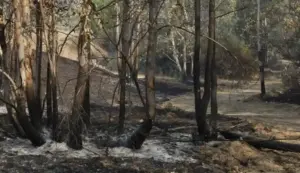 FOTOGRAFÍA. NIEBLA (HUELVA) ANDALUCÍA  (ESPAÑA), 11 DE AGOSTO DE 2026. Vista del campo quemado por el incendio de Niebla (Huelva), en la Comunidad Autónoma de Andalucía, España. Efe