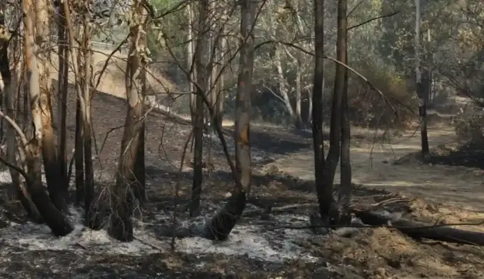 Niebla, Huelva, incendio FOTOGRAFÍA. NIEBLA (HUELVA) ANDALUCÍA (ESPAÑA), 11 DE AGOSTO DE 2026. Vista del campo quemado por el incendio de Niebla (Huelva), en la Comunidad Autónoma de Andalucía, España. Efe