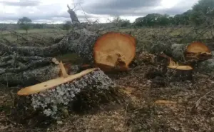 FOTOGRAFÍA. FERRERAS DE ABAJO (ZAMORA) ESPAÑA, 14 DE SEPTIEMBRE DE 2026. Los ecologistas en pie de guerra en la provincia de Zamora, Castilla y León, por tala de robles y fresnos adultos, algunos de gran porte, en Ferreras de Abajo (Zamora) Castilla y León, España. Lasvocesdelpueblo (Ñ Pueblo)