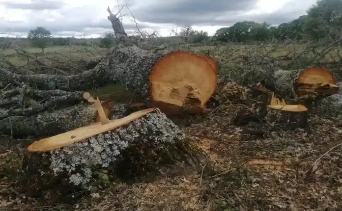 Ecologistas denuncian un desastre ambiental en Zamora (1) FOTOGRAFÍA. FERRERAS DE ABAJO (ZAMORA) ESPAÑA, 14 DE SEPTIEMBRE DE 2026. Los ecologistas en pie de guerra en la provincia de Zamora, Castilla y León, por tala de robles y fresnos adultos, algunos de gran porte, en Ferreras de Abajo (Zamora) Castilla y León, España. Lasvocesdelpueblo (Ñ Pueblo)